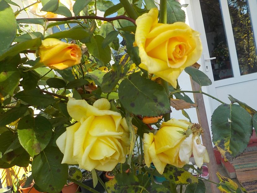  - Flori in octombrie 2018