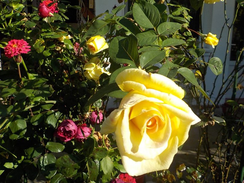  - Flori in octombrie 2018