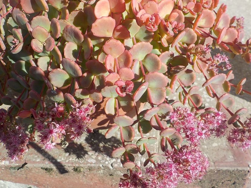  - sedum sieboldii