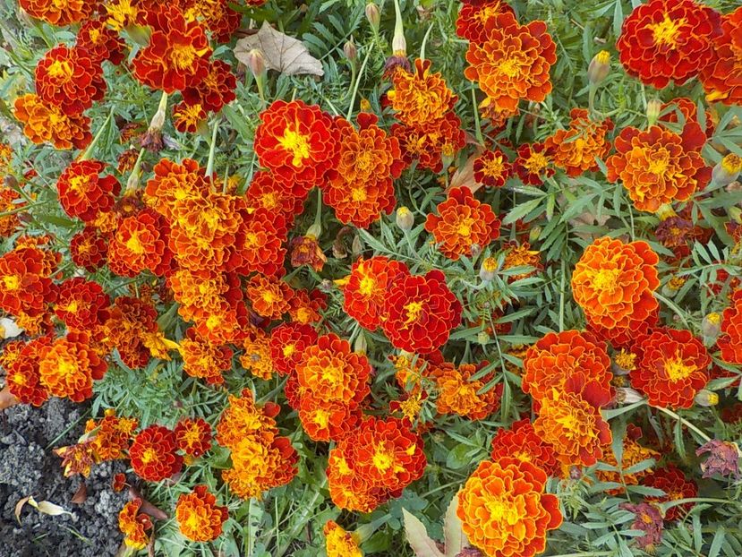  - Flori in octombrie 2018