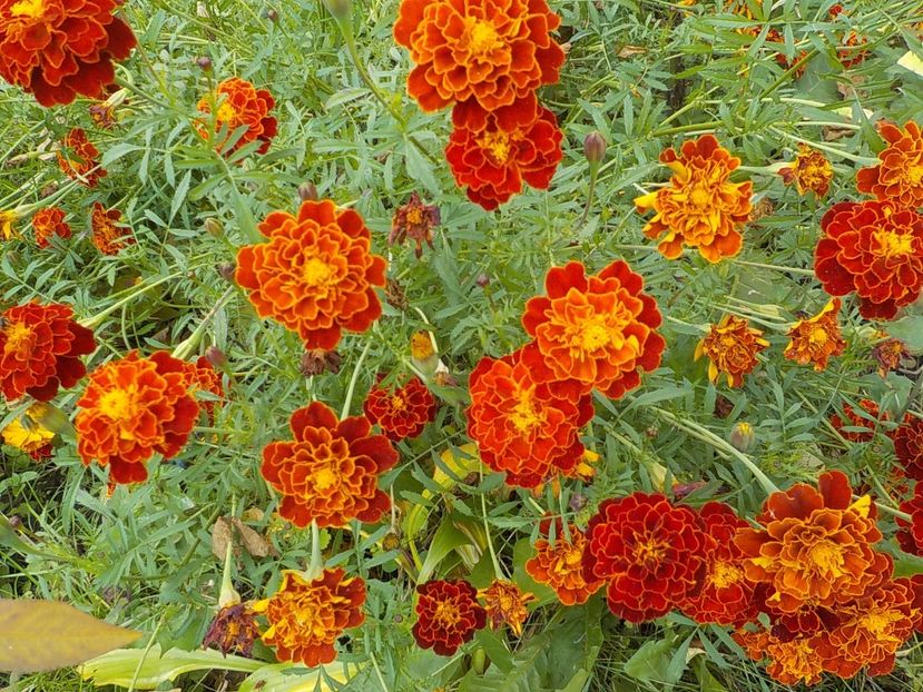  - Flori in octombrie 2018