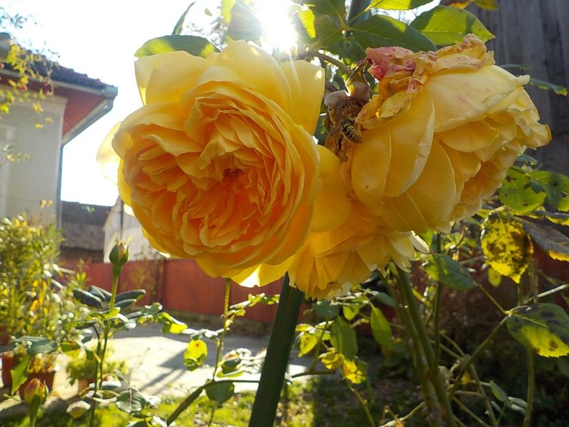  - golden celebration