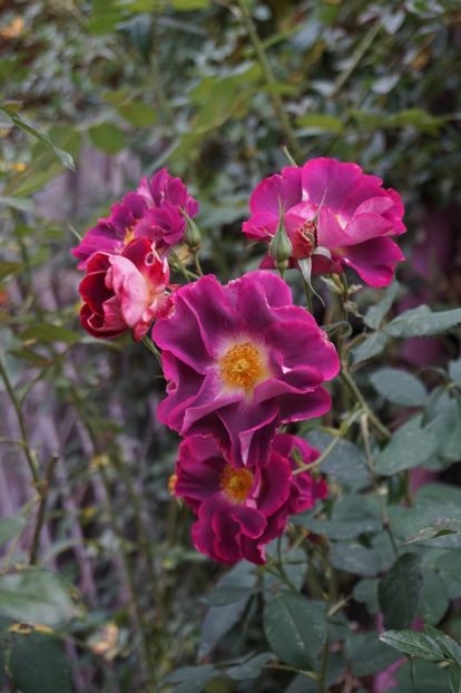  - Princess Sibilla de Luxembourg