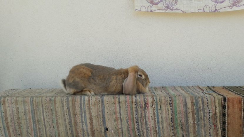  - 2- Femela berbec german mignon