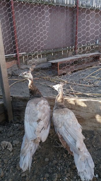  - Pauni bronze cream 2018