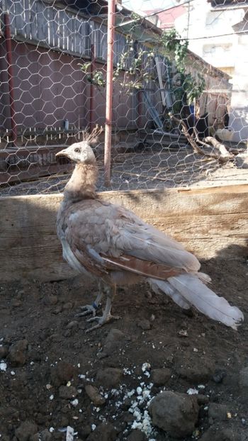  - Pauni bronze cream 2018