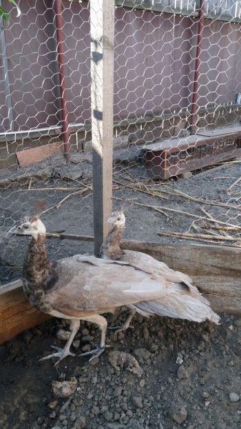  - Pauni bronze cream 2018