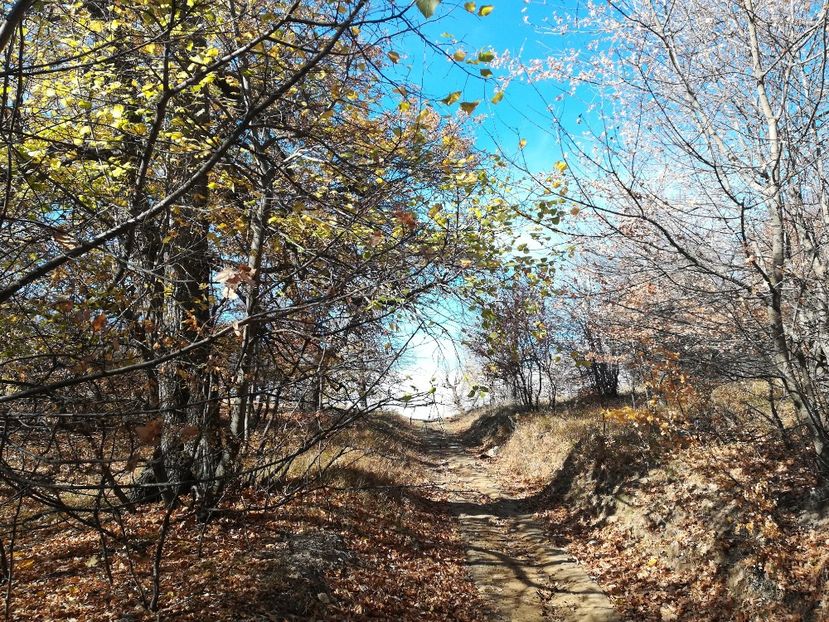  - Vârful Țuțuiatu