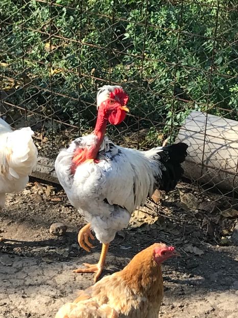 F14EFC13-7FD7-4C17-9033-BA08A9E73A03 - Puisori 2018