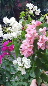  - Bougainvillea