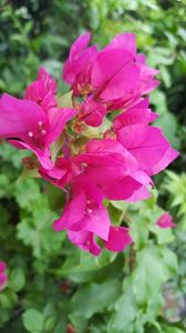  - Bougainvillea