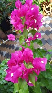  - Bougainvillea