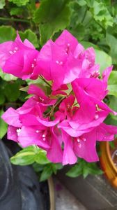  - Bougainvillea