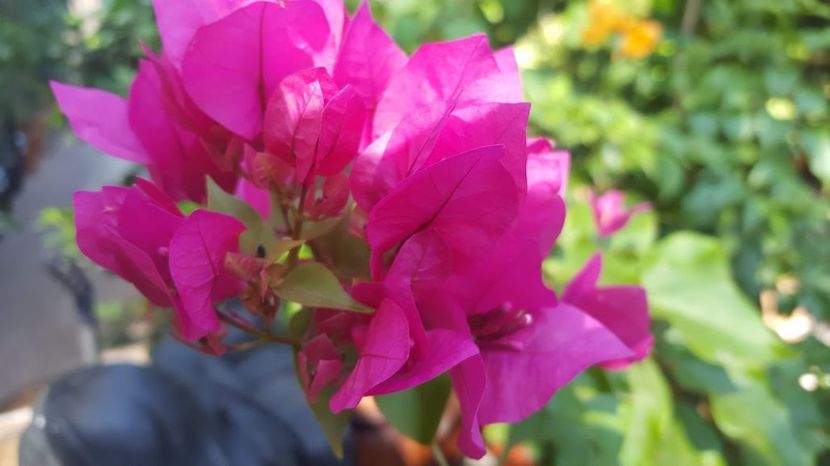  - Bougainvillea