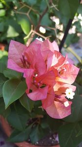 20180910_120608 (1) - Bougainvillea