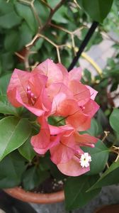  - Bougainvillea