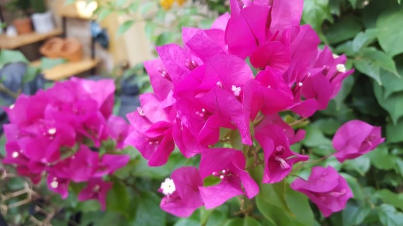  - Bougainvillea