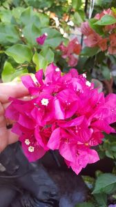  - Bougainvillea