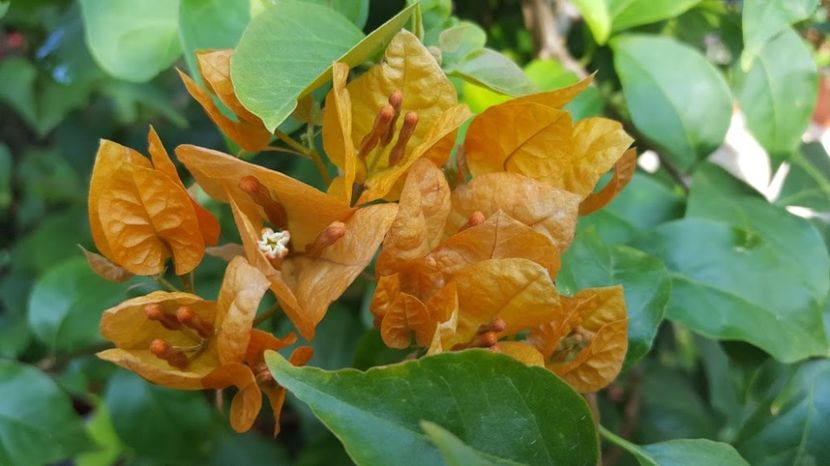  - Bougainvillea