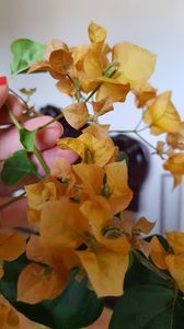  - Bougainvillea