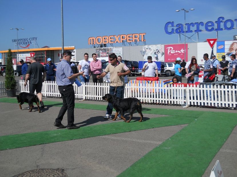  - Bucovina Dog Show 2018