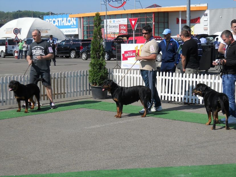  - Bucovina Dog Show 2018