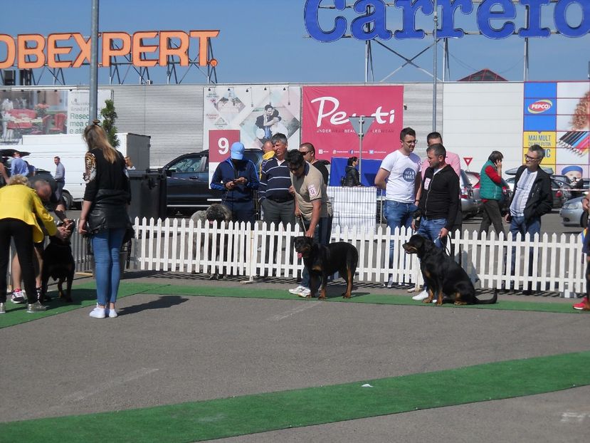  - Bucovina Dog Show 2018