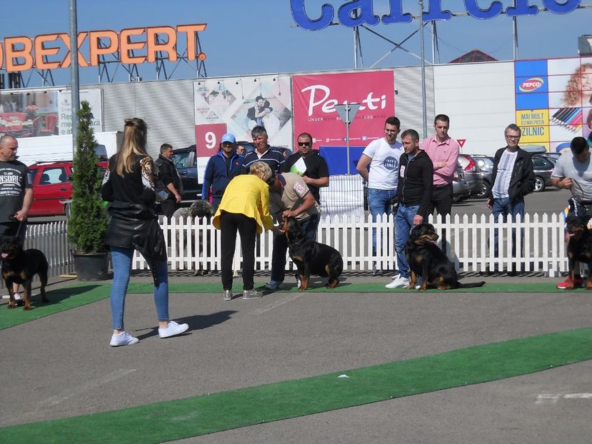  - Bucovina Dog Show 2018