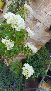  - Bougainvillea