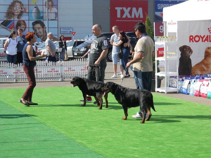  - Bucovina Dog Show 2018