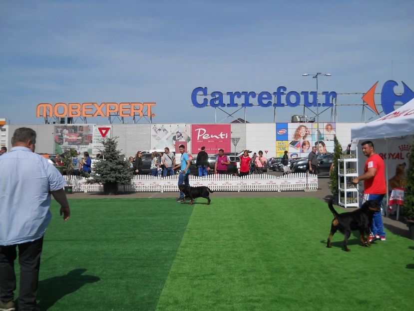  - Bucovina Dog Show 2018