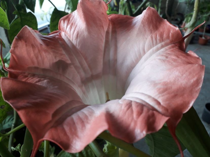 20181028_075926(0) - Red Picotee