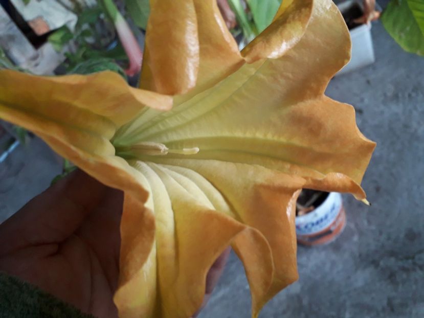 20181028_075720(0) - Morgensonne