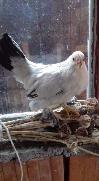 Noua achizitie - Pui de găină pitica