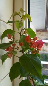  - Bougainvillea