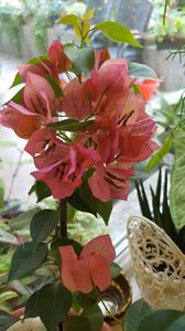  - Bougainvillea
