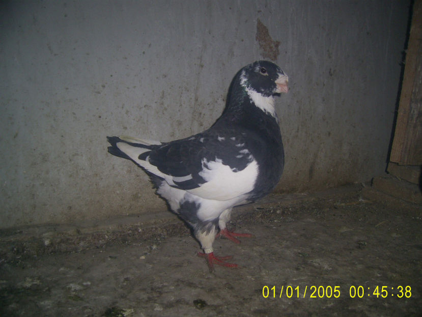 M - 2015 - masculi matca - 2019