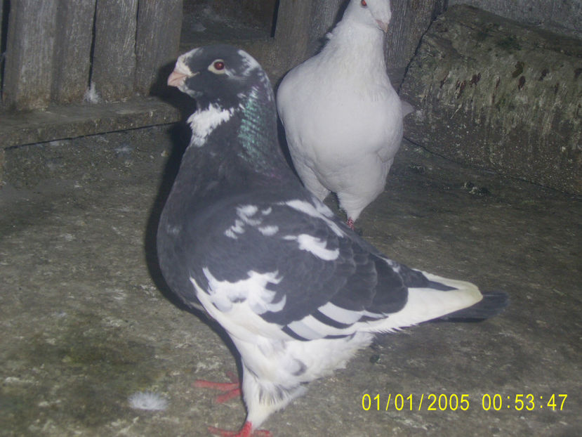  - masculi matca - 2019