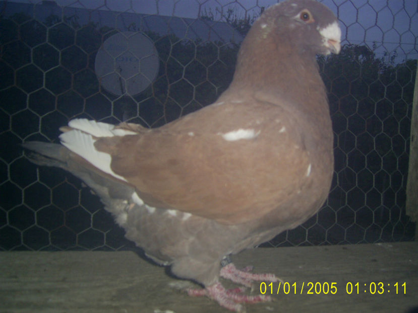 F - 2016 - femele matca - 2019