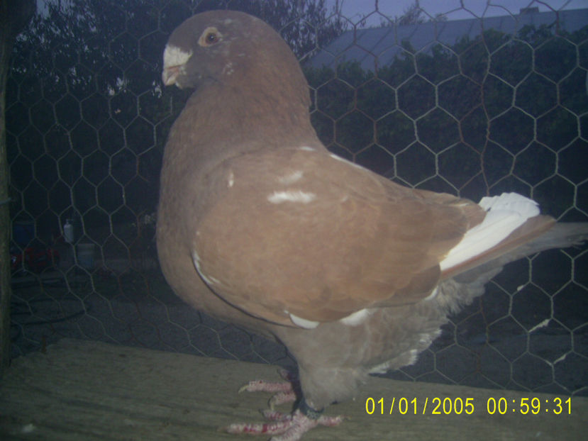  - femele matca - 2019