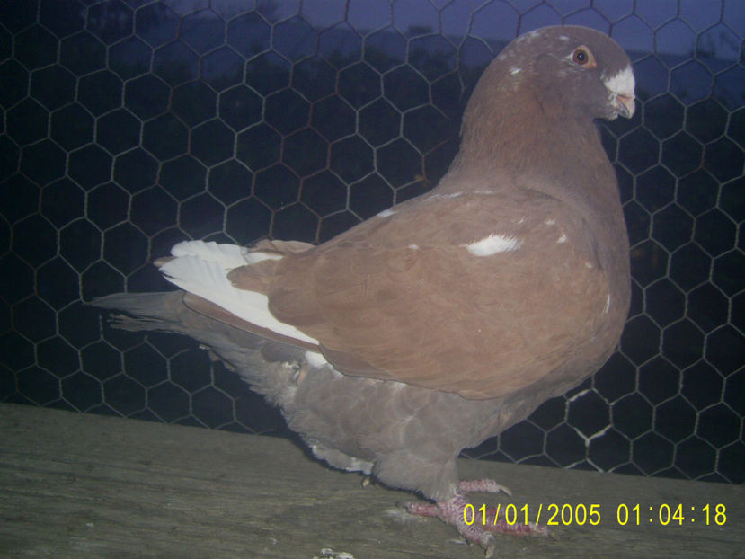  - femele matca - 2019