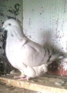 111509342_OKUJSCT3 - - A - CRESCATOR POLIVALENT