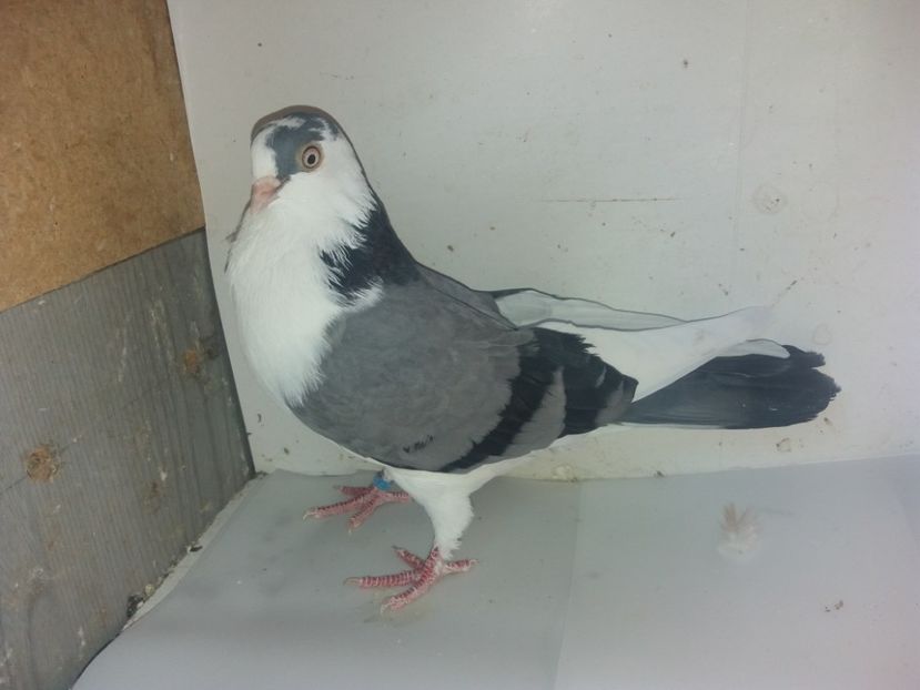 7079  femelă  2018_1 - tineret 2018