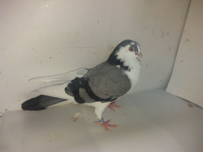 7079  femelă  2018_2 - tineret 2018