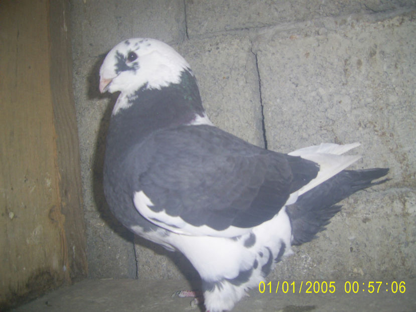 F - 2018 - femele matca - 2019