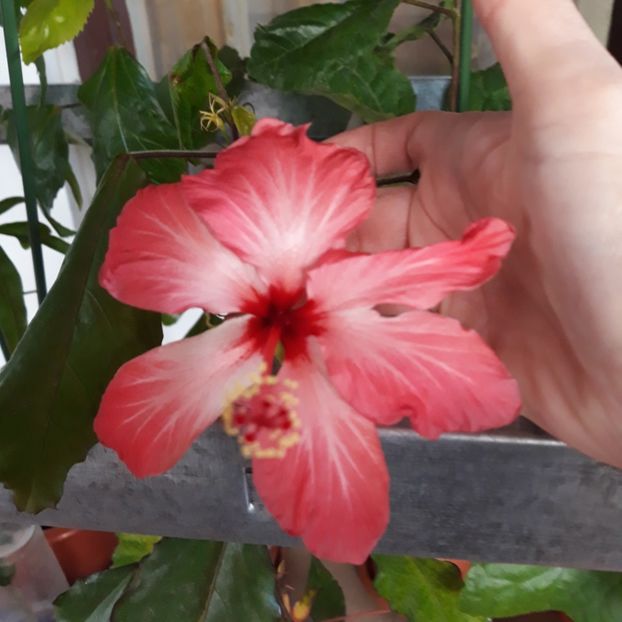  - hibi Hummels Fantasy