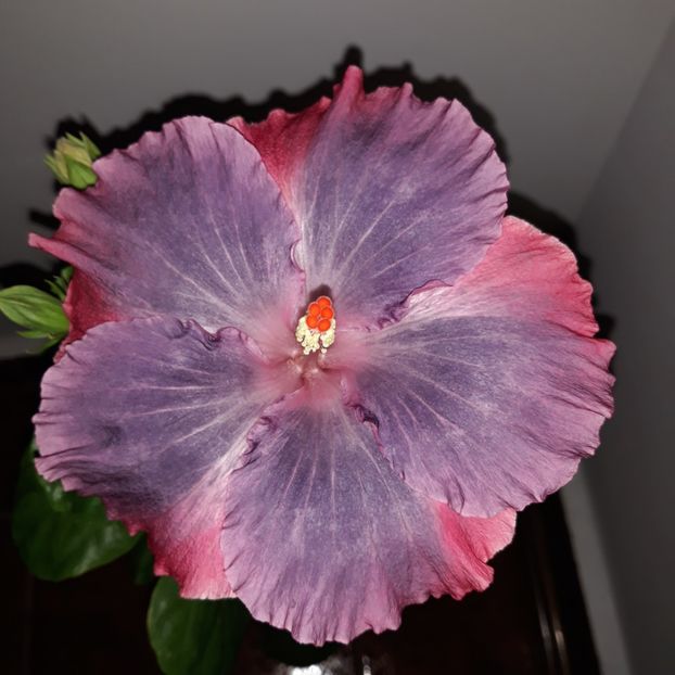  - Hibi Moorea My Blue Pearl