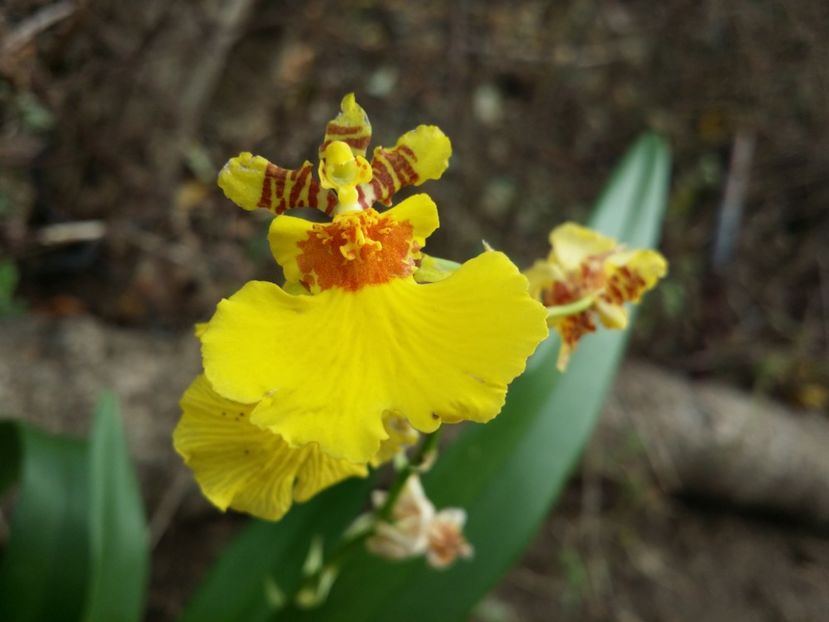 Oncidium - Orhidee din colecția mea