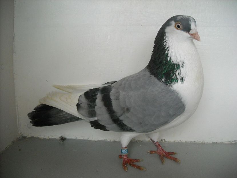  - PORUMBEI CARE MI AU APARTINUT