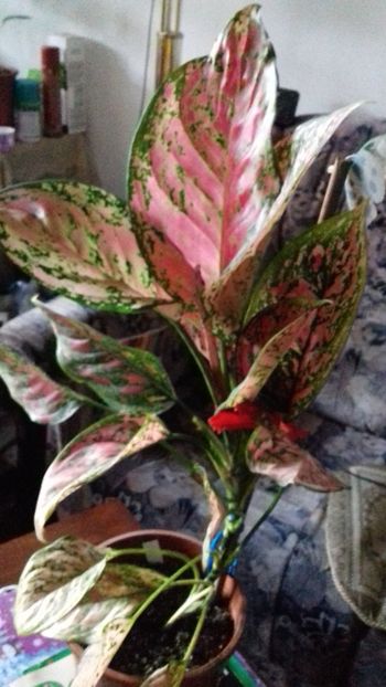  - 003-1 Aglaonema- planta intunericului